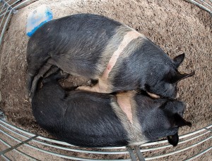 Black Hamphire Sows - Irish Pig Society Show - jennifer o'sulliv
