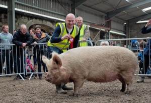 Gordon Rowe from Carlow with his 5 year old Middle White sow Mat