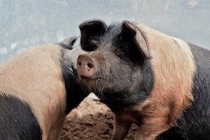 Saddlebacks - Irish Pig Society Show - jennifer osullivan