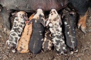 Smudge the Kune Kune sow with her week old piglets, Colbinstown,