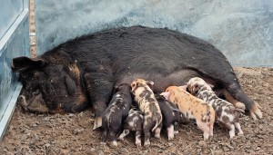 Kune Kune sow with week old piglets - jennifer o'sullivan